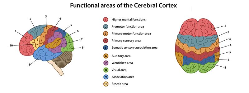 Shutterstock_1205980108-Cerebral-Cortex---MCD-800x300 Pediatric malformations of cortical development (MCD)